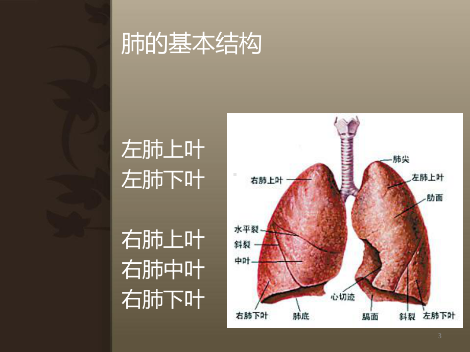 肺癌疾病相关知识课件.ppt_第3页