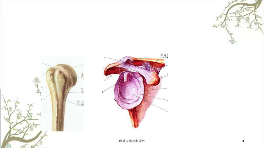 肩袖疾病诊断课件.ppt_第3页