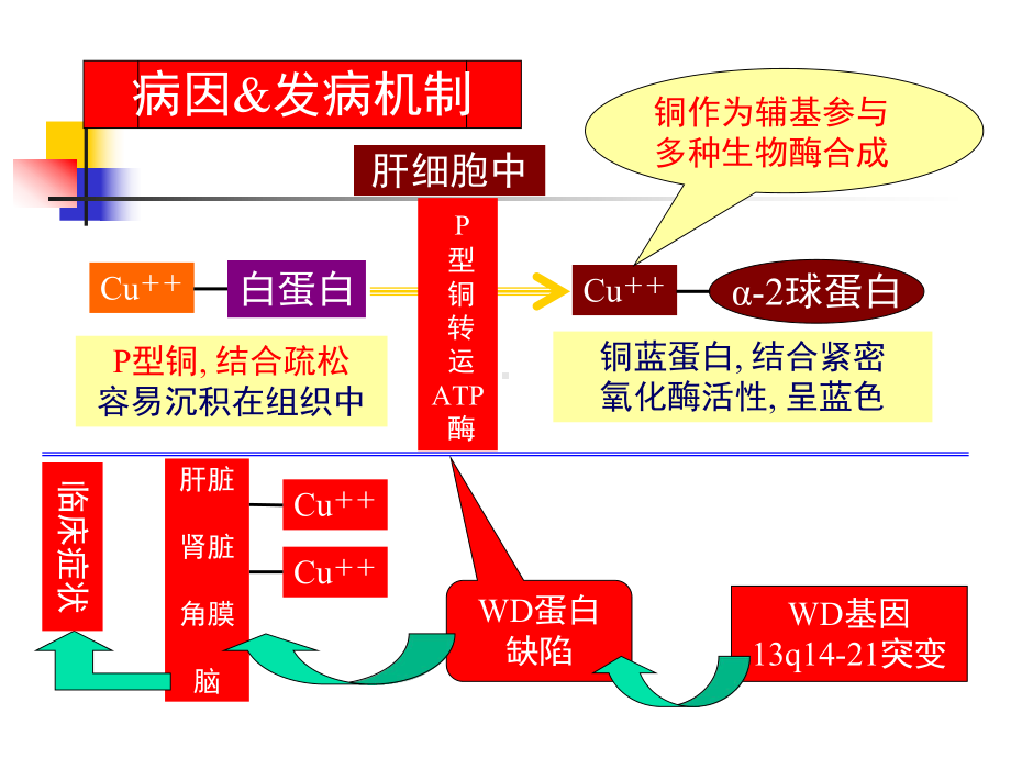 肝豆状核变性临床分型及分级课件.ppt_第3页