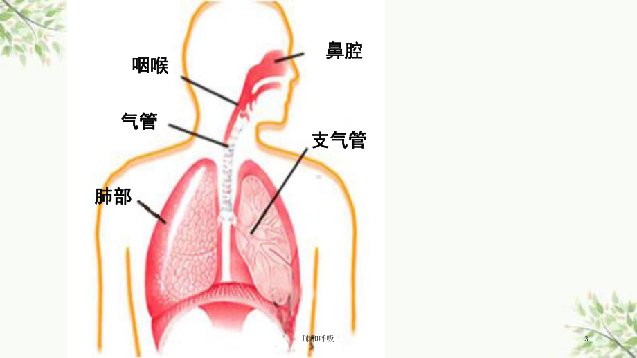 肺和呼吸课件.ppt_第3页