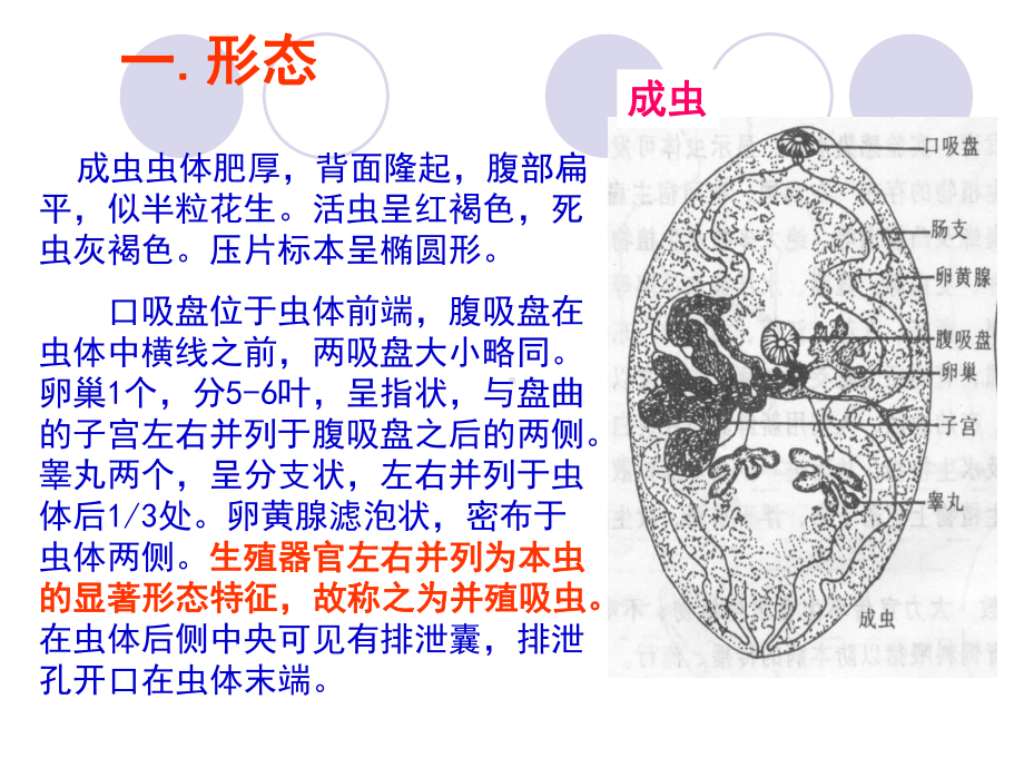 肺吸虫并殖吸虫培训课件.ppt_第3页