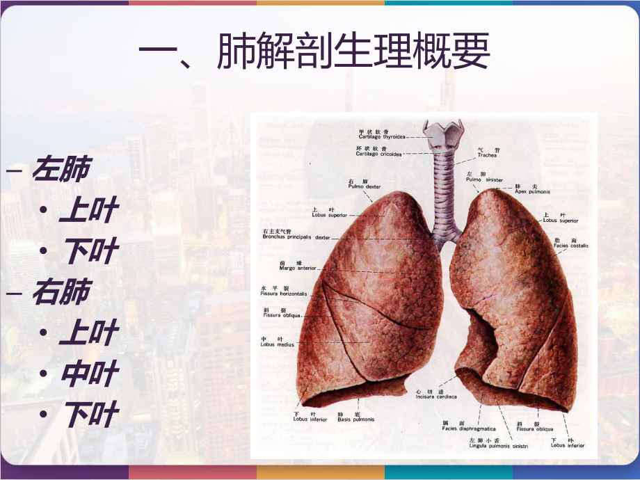 肺癌护理查房-课件.pptx_第3页