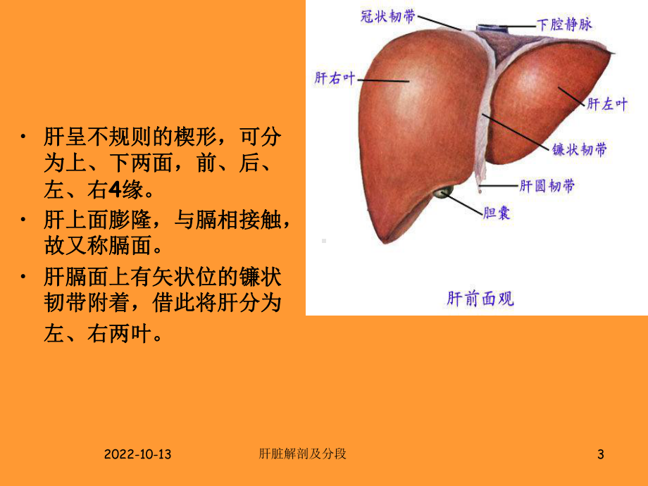 肝脏的解剖及分段分叶课件.ppt_第3页