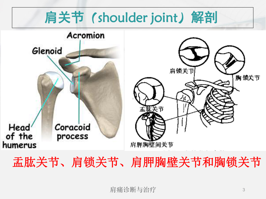 肩痛诊断与治疗培训课件.ppt_第3页