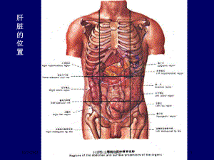 肝脏胆道系统解剖培训课件.ppt