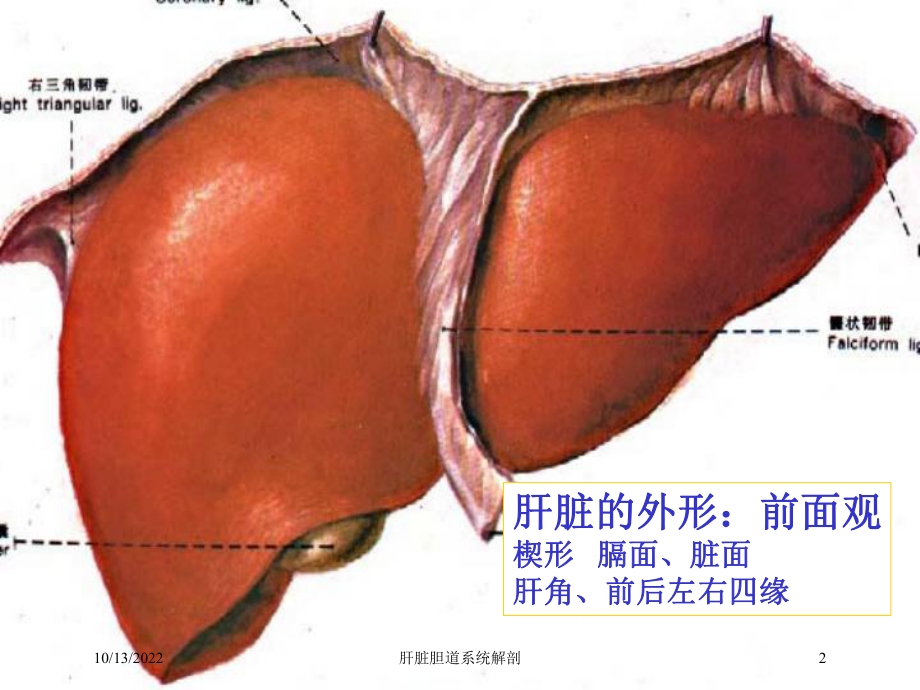 肝脏胆道系统解剖培训课件.ppt_第2页