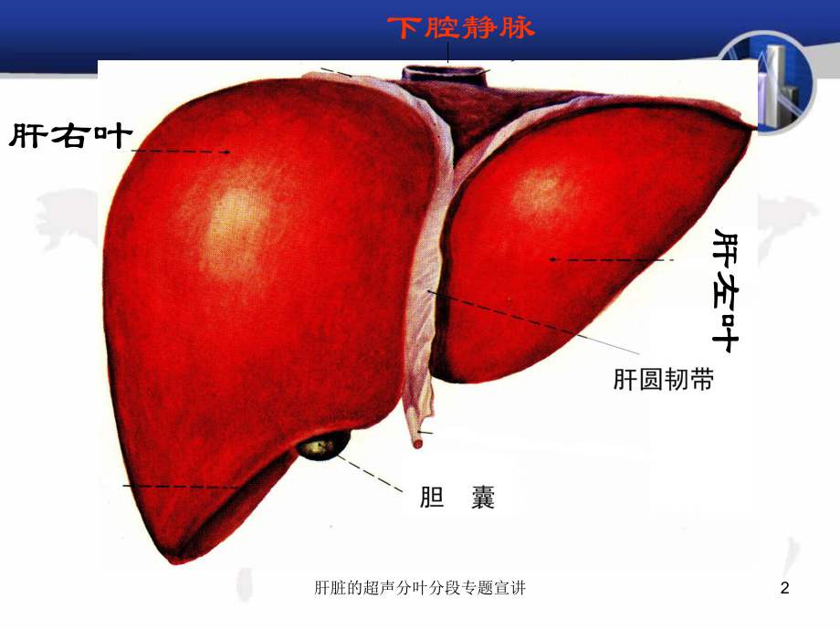 肝脏的超声分叶分段专题宣讲培训课件.ppt_第2页