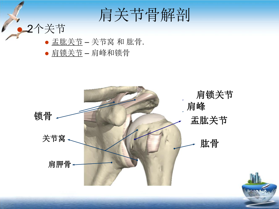 肩关节解剖与疾病诊断课件-2.ppt_第3页