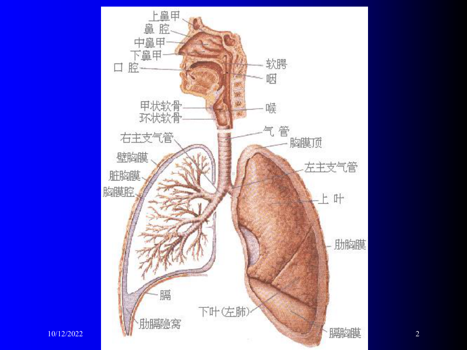 肺部基础X片和CT片解读培训课件.ppt_第2页