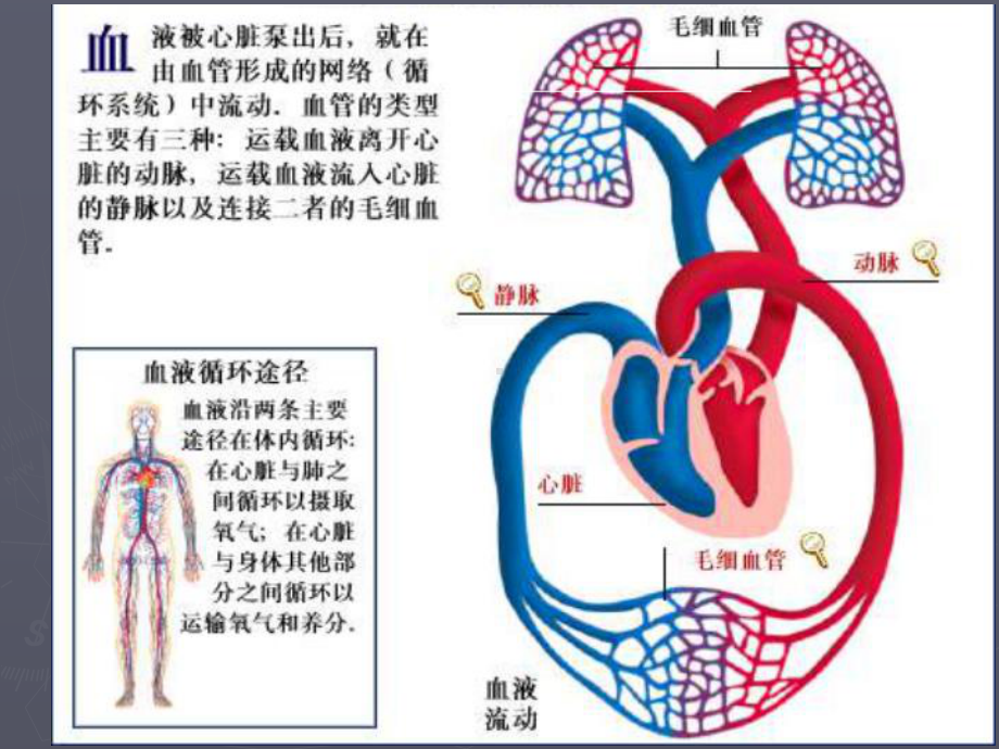 肺栓塞病人的护理课件-2.ppt_第3页