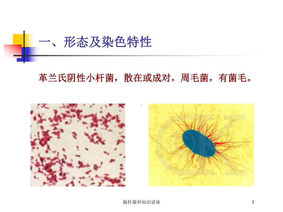 肠杆菌科知识讲座培训课件.ppt_第3页