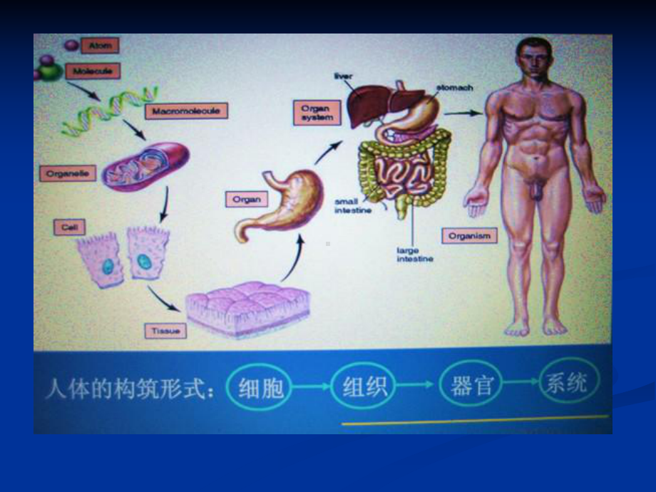 人体基本结构概述课件-2.ppt_第2页