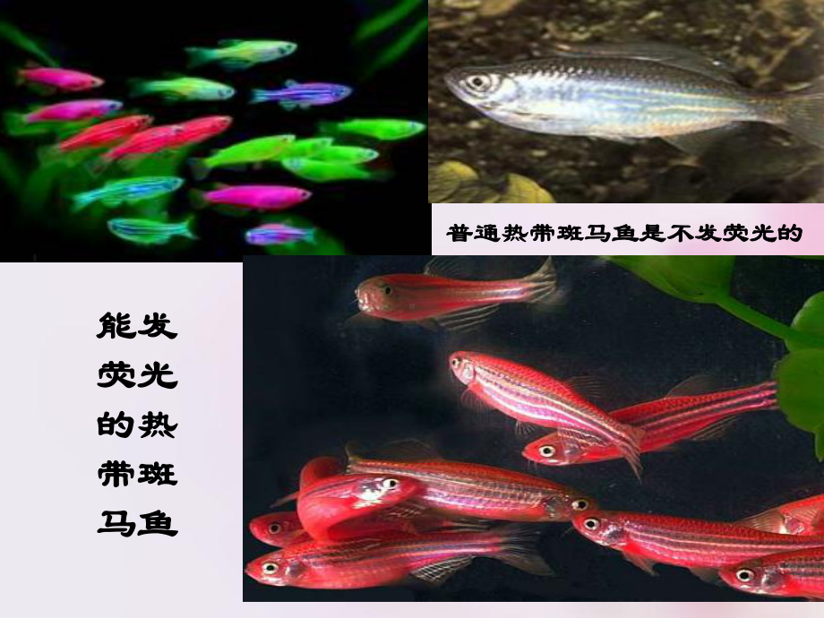 人教版高中生物必修二《基因工程及其应用》教案课件.ppt_第1页