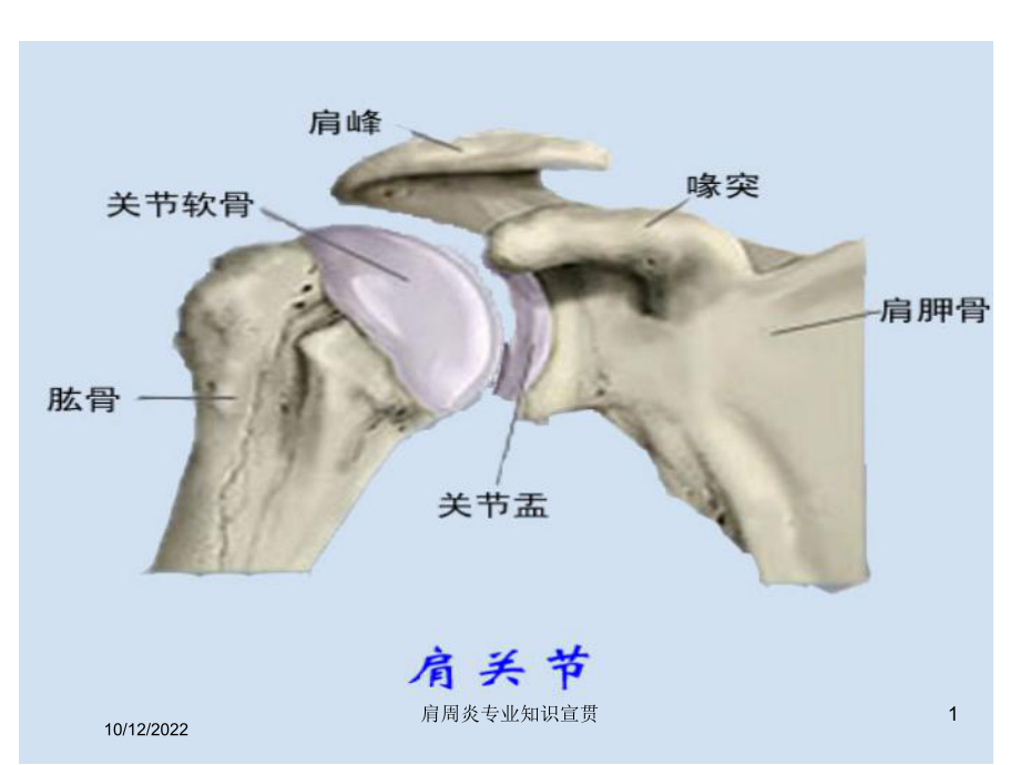 肩周炎专业知识宣贯培训课件.ppt_第1页