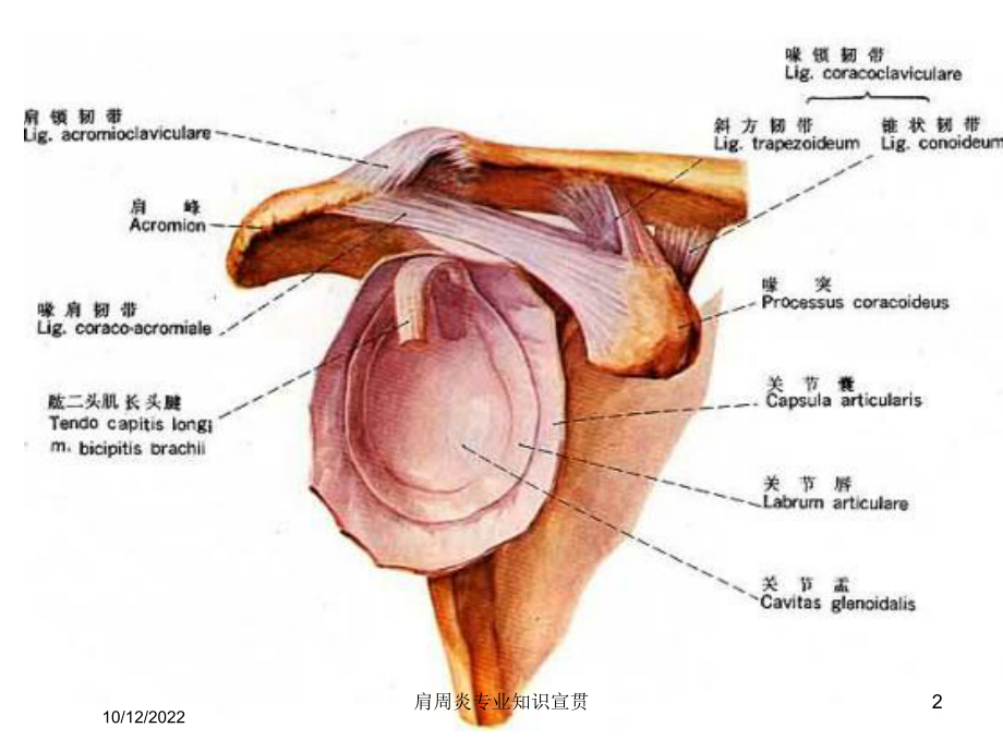 肩周炎专业知识宣贯培训课件.ppt_第2页