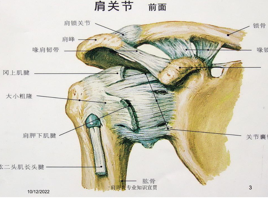 肩周炎专业知识宣贯培训课件.ppt_第3页