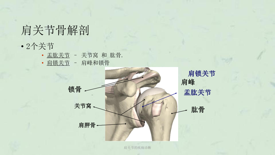 肩关节的疾病诊断课件.ppt_第3页