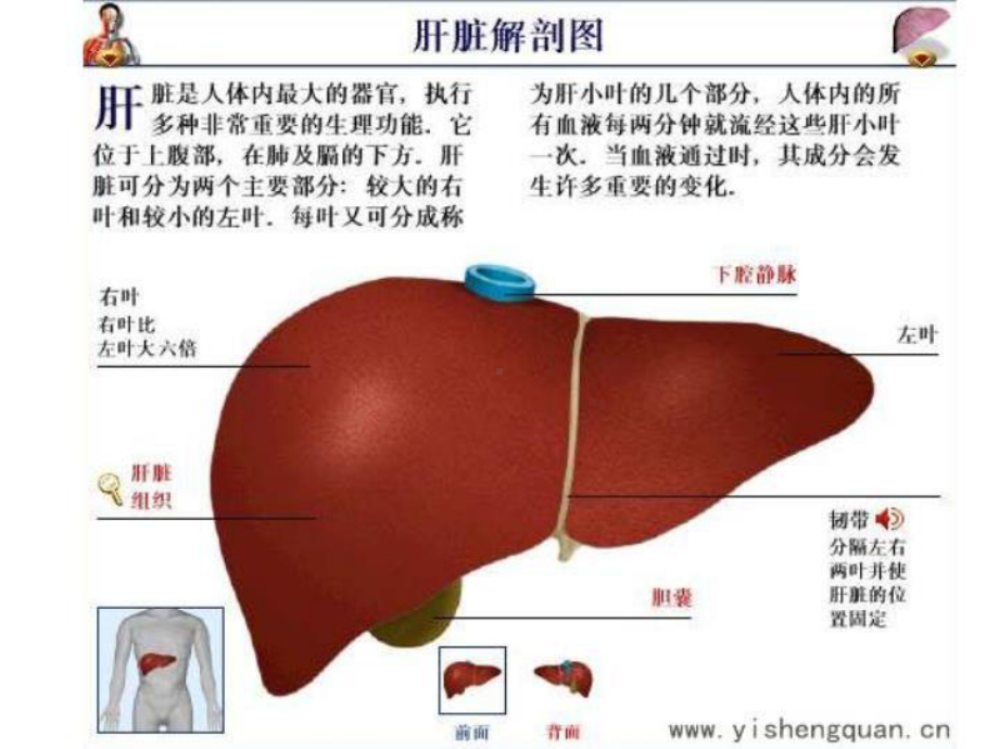 肝脏超声诊断-课件.ppt_第3页