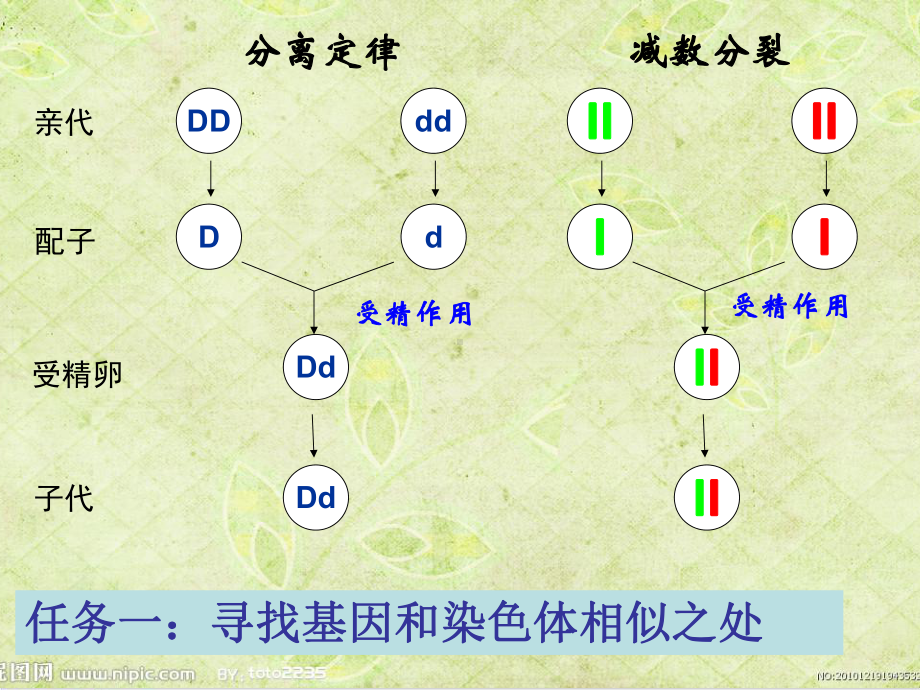 人教版高中生物必修二基因在染色体上-1课件.ppt_第3页