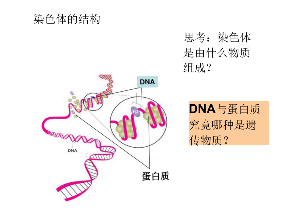 肺炎双球菌的转化试验课件.pptx_第3页