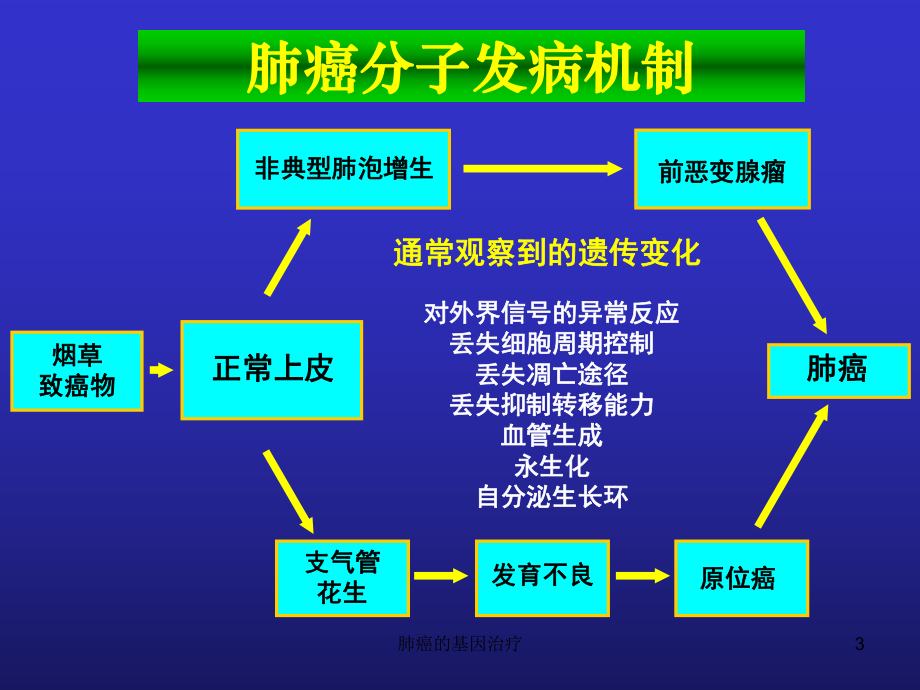 肺癌的基因治疗课件.ppt_第3页