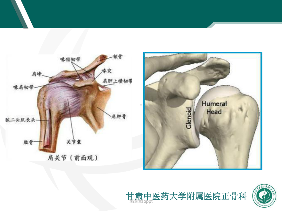 肩关节前脱位完整版本课件.ppt_第3页