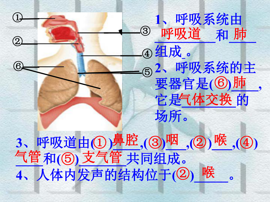 肺泡与外界的气体交换解析课件.ppt_第3页