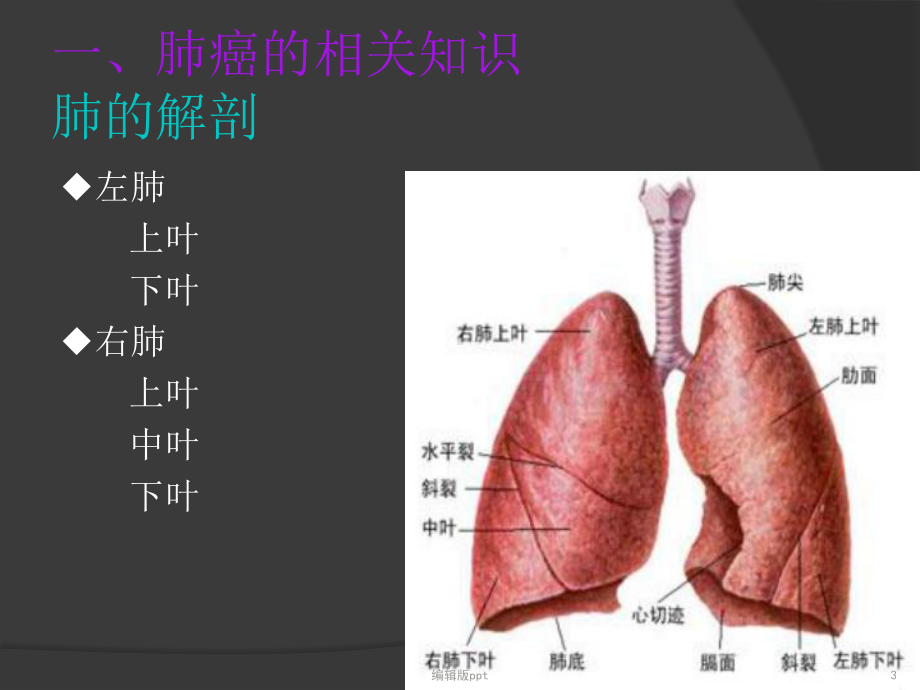 肺癌的护理查房医学课件.ppt_第3页