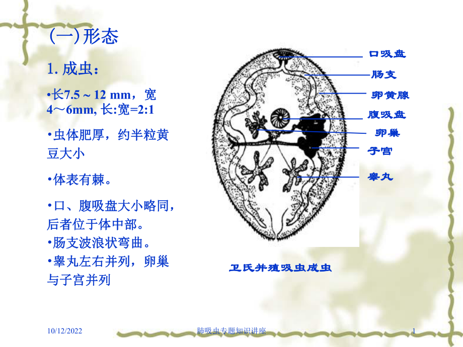 肺吸虫专题知识讲座培训课件.ppt_第1页