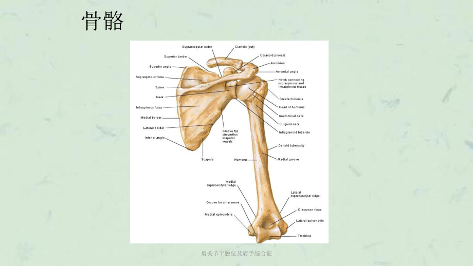 肩关节半脱位及肩手综合征课件.ppt_第3页