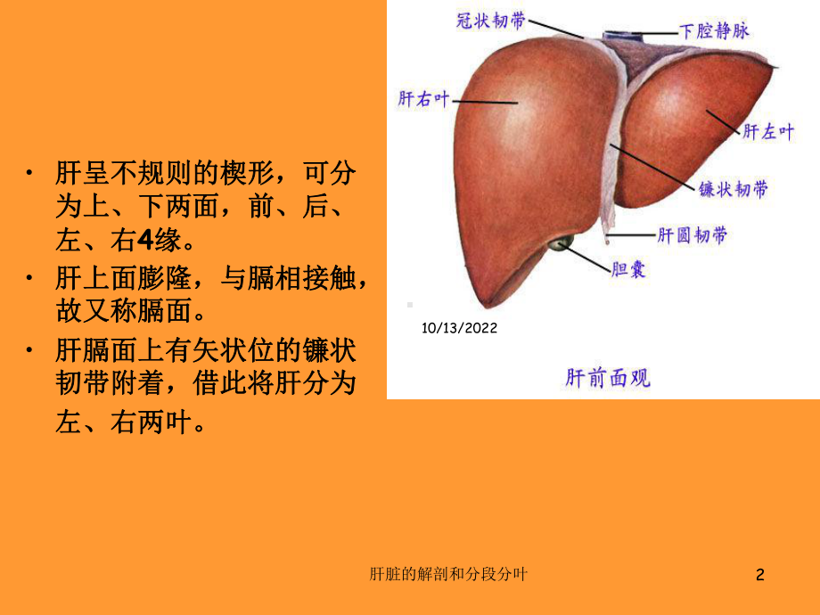 肝脏的解剖和分段分叶培训课件.ppt_第2页