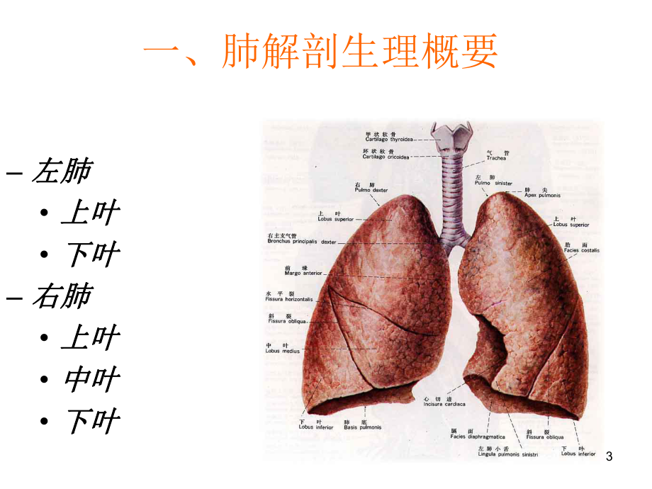 肺癌护理查房课件.pptx_第3页