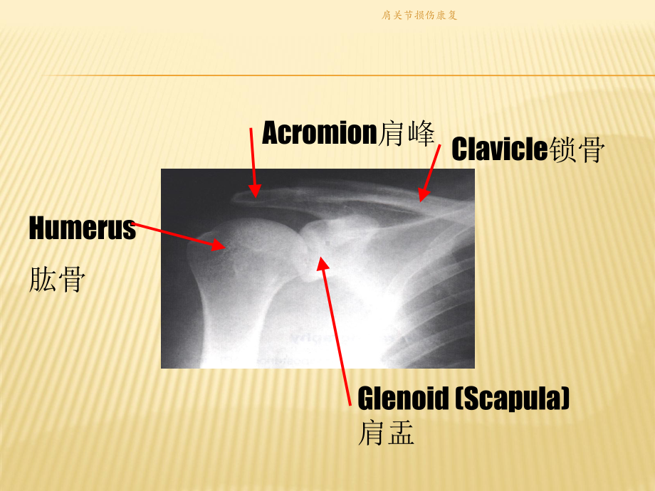 肩关节损伤康复课件.pptx_第2页
