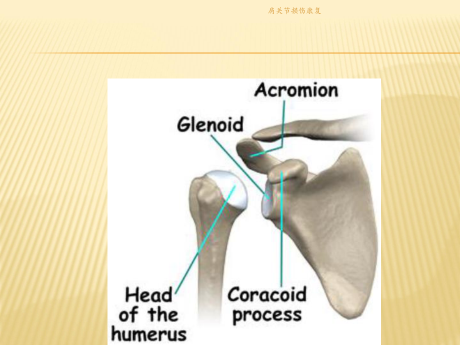 肩关节损伤康复课件.pptx_第3页