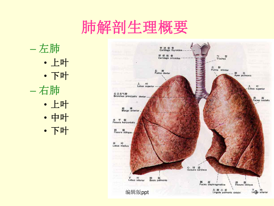 肺癌护理查房-课件.ppt_第3页