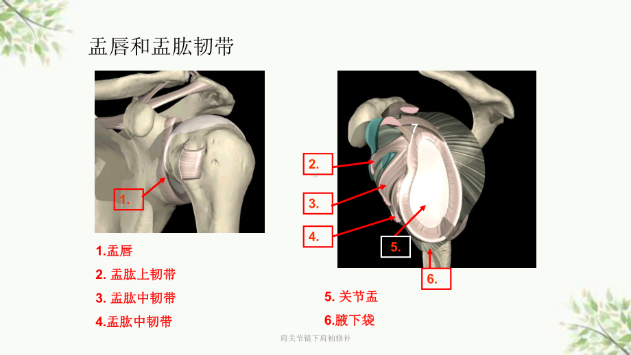 肩关节镜下肩袖修补课件.ppt_第3页