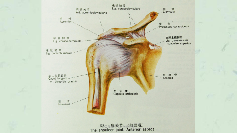 肩关节解剖与高分辨率MRI课件.ppt_第3页