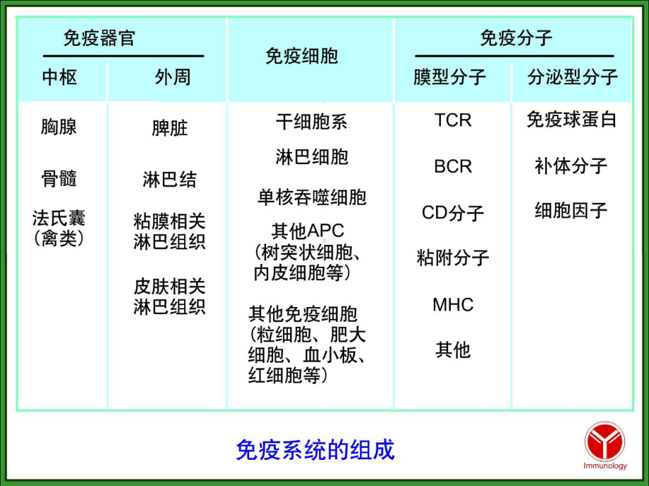 免疫组织和器官课件.ppt_第3页