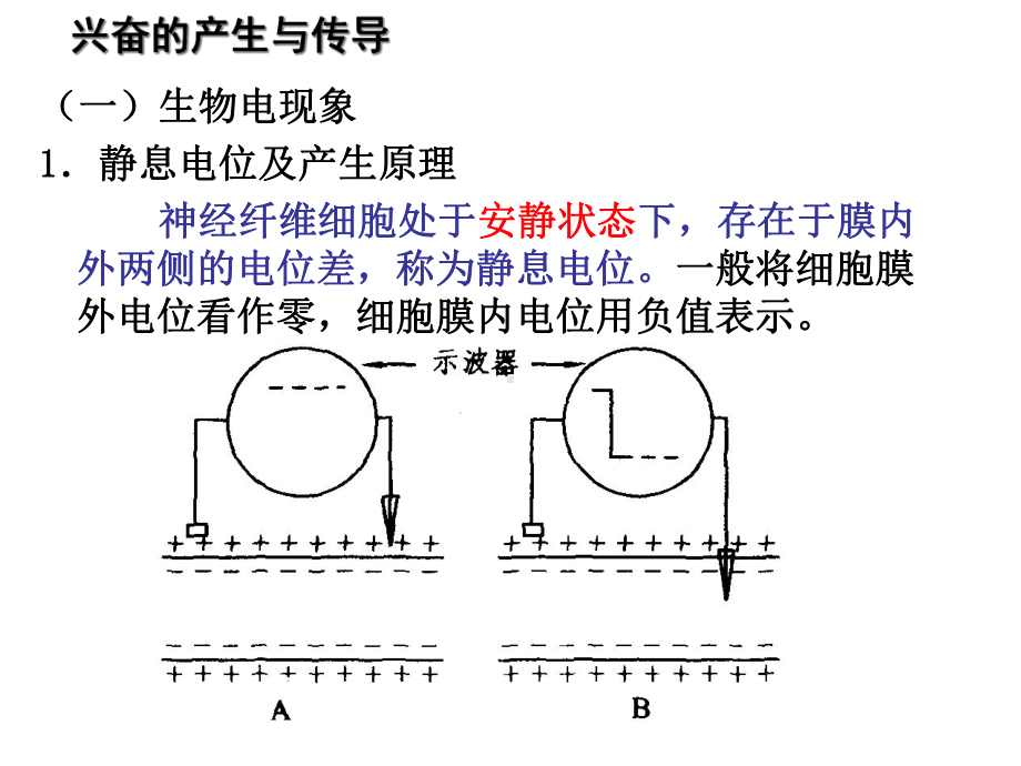 动物的神经调节解答课件.ppt_第2页