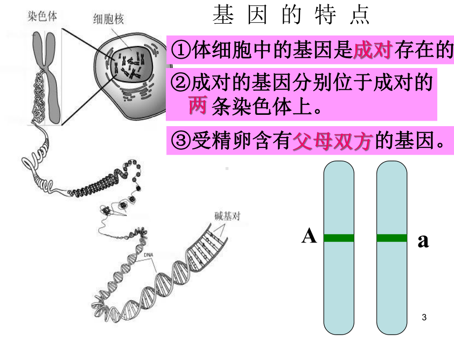 基因的显性和隐性课件.ppt_第3页