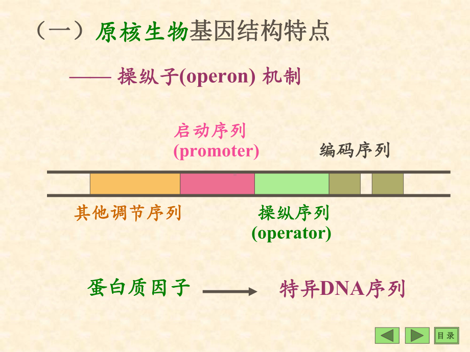 医学课件-基因结构与基因表达调控.ppt_第3页