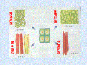 多细胞生物体的结构层次课件.ppt