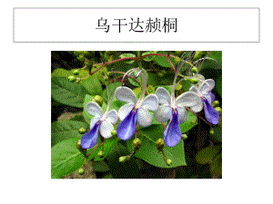 各种观赏花卉和野花的名字课件1.ppt