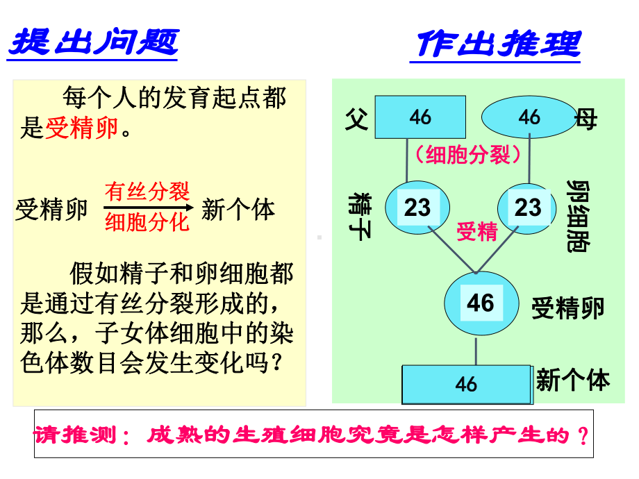 减数分裂全动画过程课件.ppt_第2页