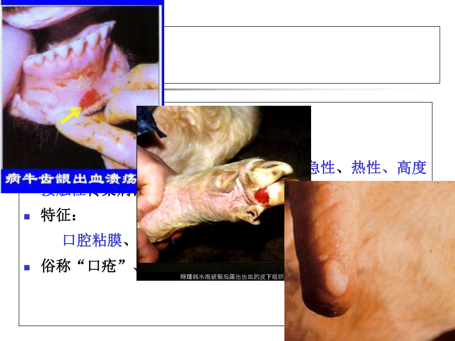 兽医课件：口蹄疫.ppt_第3页