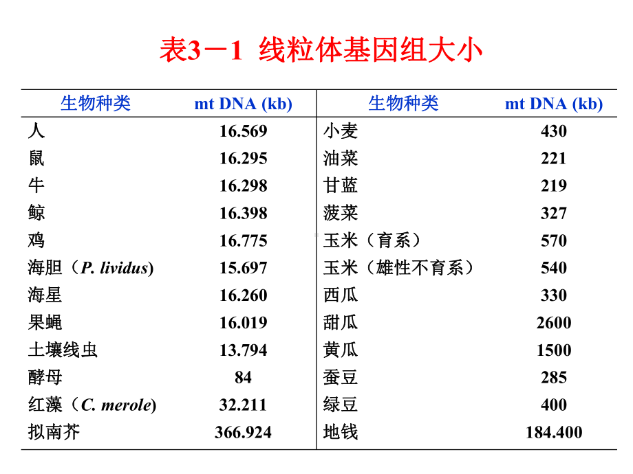 分子生物学第03章线粒体基因组课件.ppt_第3页