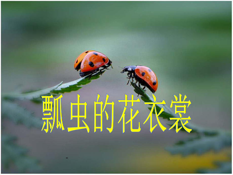 《瓢虫的花衣裳课件》.ppt_第1页