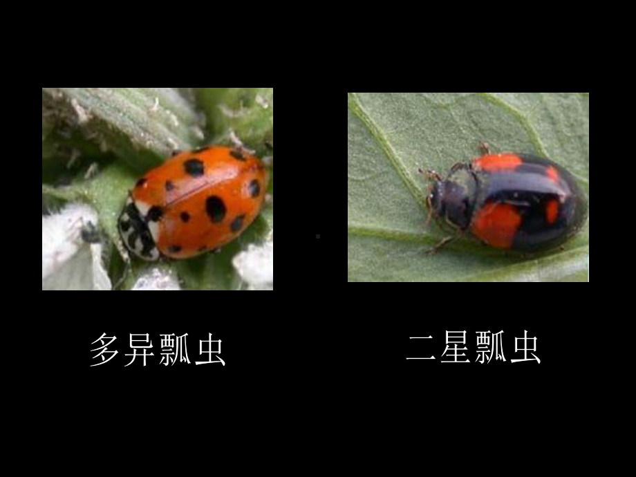 《瓢虫的花衣裳课件》.ppt_第3页