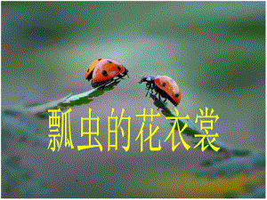 《瓢虫的花衣裳课件》.ppt