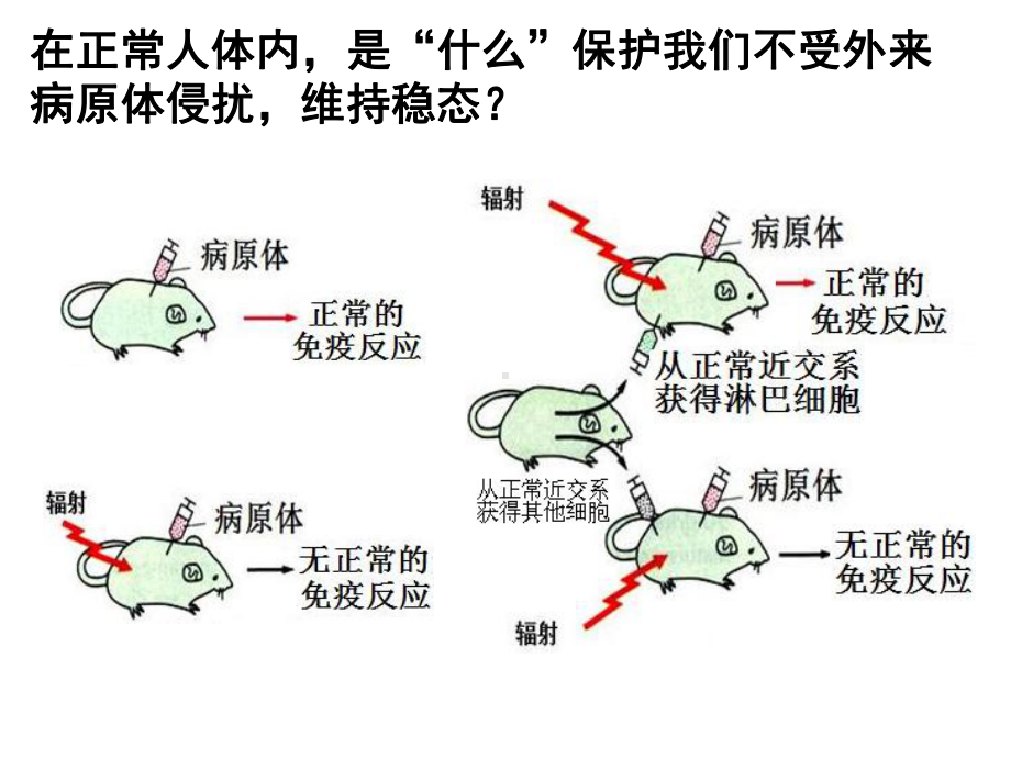 《免疫系统》课件.ppt_第1页